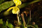 Paphiopedilum helenae alba